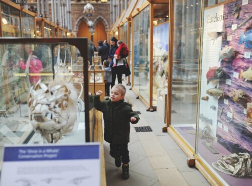 A Little Boy Exploring Exhibition At The Oxford Natural Museum